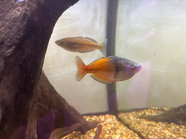Rainbowfish in Fish for Rehoming in Brantford - Image 5