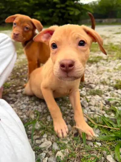 2 puppies looking for there forever home, View more