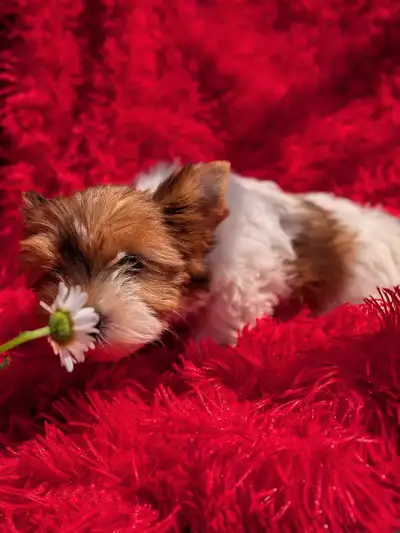 Fabulous Yorkie Girl , View more