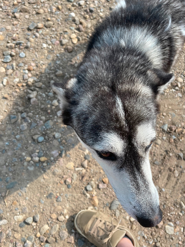 3 year old husky cross for sale in Dogs & Puppies for Rehoming in Lethbridge - Image 2