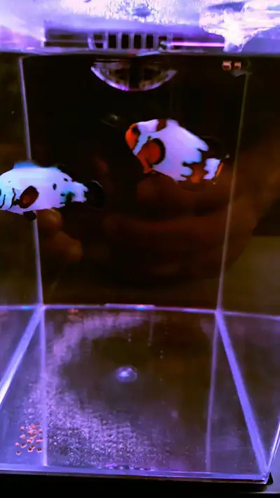 Beautiful clownfish for sale !, View more