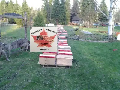 Honey Bees, View more