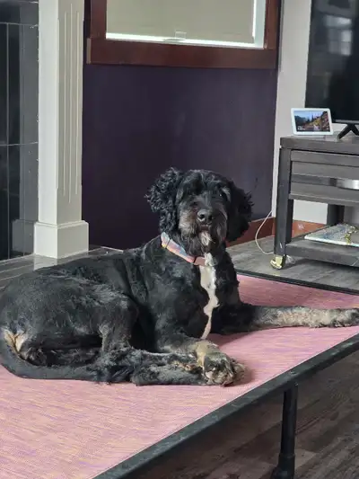 My Wilma is approximately 4 years old , spayed, house trained, microchipped . Recently groomed. Very...