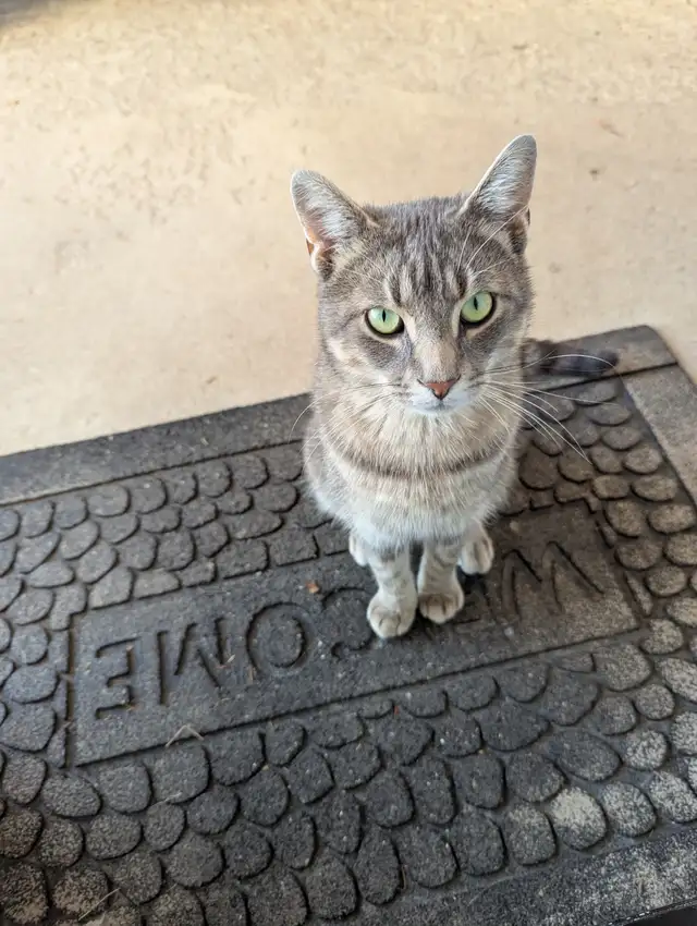 Cats for sale. in Cats & Kittens for Rehoming in North Bay - Image 5