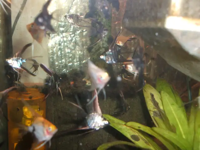 Community tropical fish - various types in Fish for Rehoming in City of Toronto - Image 4