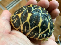 Spring special on 2023 baby Indian Star Tortoises 