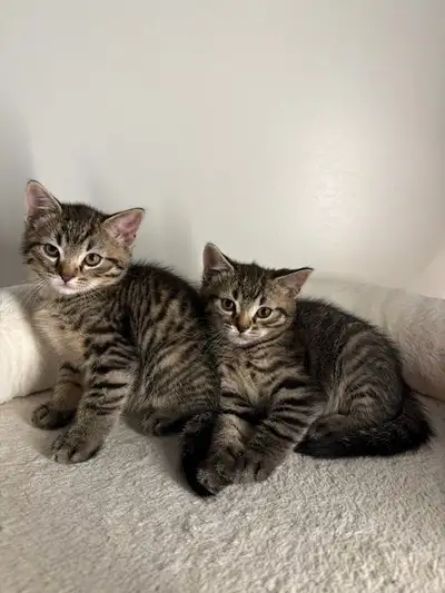 81 ads for tabby in Cats & Kittens for Rehoming in Toronto (GTA