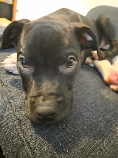 Masitff/boxer, View more