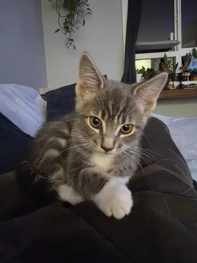 1 male kitten for sale., View more