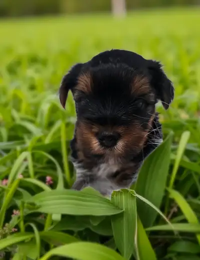 YORKSHIRE TERRIER PUPPY(male), View more