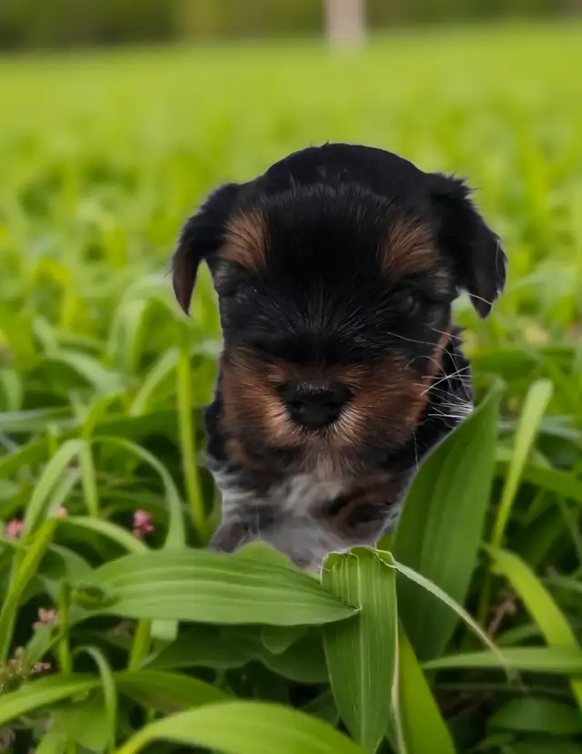YORKSHIRE TERRIER PUPPY(male) in Dogs & Puppies for Rehoming in Oshawa / Durham Region - Image 3