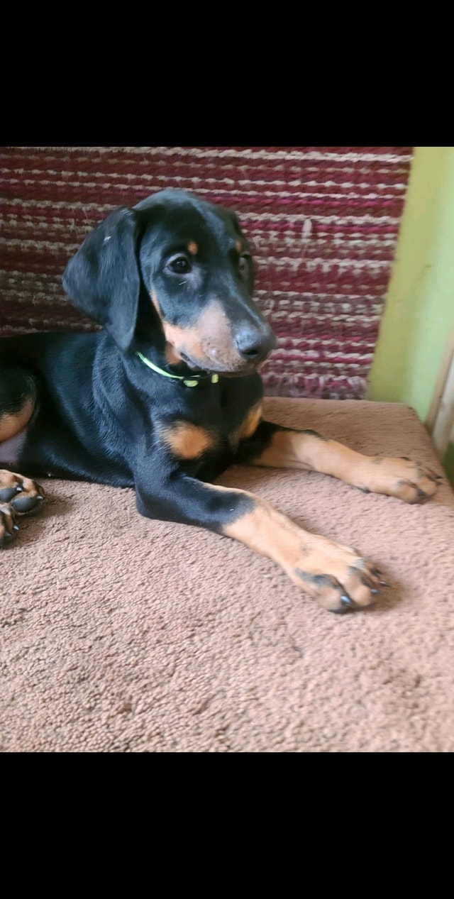 Purebred Dobermans (3 months old) Dogs & Puppies for Rehoming