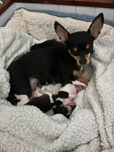Taco Terriers available ! (Chihuahua x Fox Terrier), View more