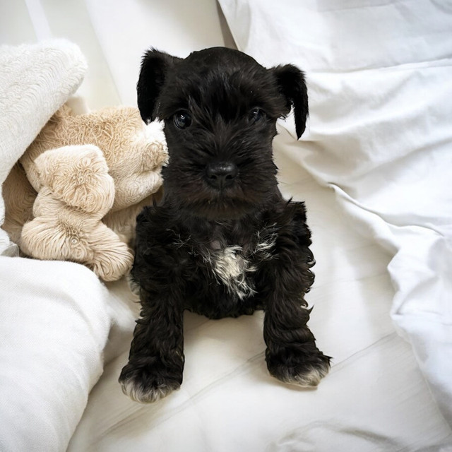 Schnauzer nain dans Chiens et chiots à adopter  à Longueuil/Rive Sud