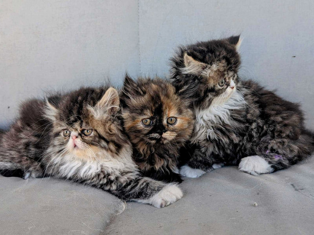 ONE MALE LEFT Purrfect Persian Kittens in Cats & Kittens for Rehoming in Edmonton - Image 3