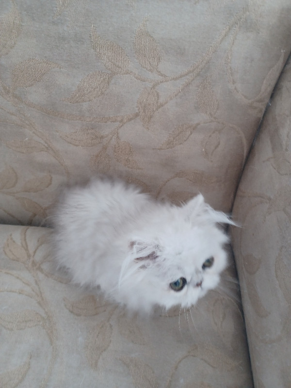 Chaton Persan Chinchilla Persian Chats Et Chatons A Adopter Victoriaville Kijiji