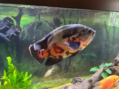 Adult 13” Tiger Oscar, View more