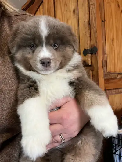 Pinewood Miniatures has one beautiful male available from our current litter. 1st set of shots done,...