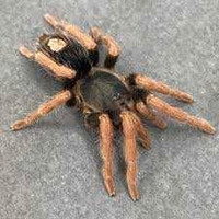 Tarantulas/spiders for trade 
