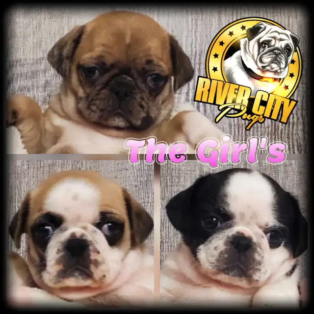 Panda Pug, Merle Pug & Koi Pug Puppies in Dogs & Puppies for Rehoming in Winnipeg - Image 2