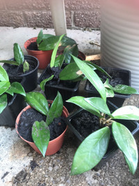 Plants Hoya carnosa for sale, pick up only 