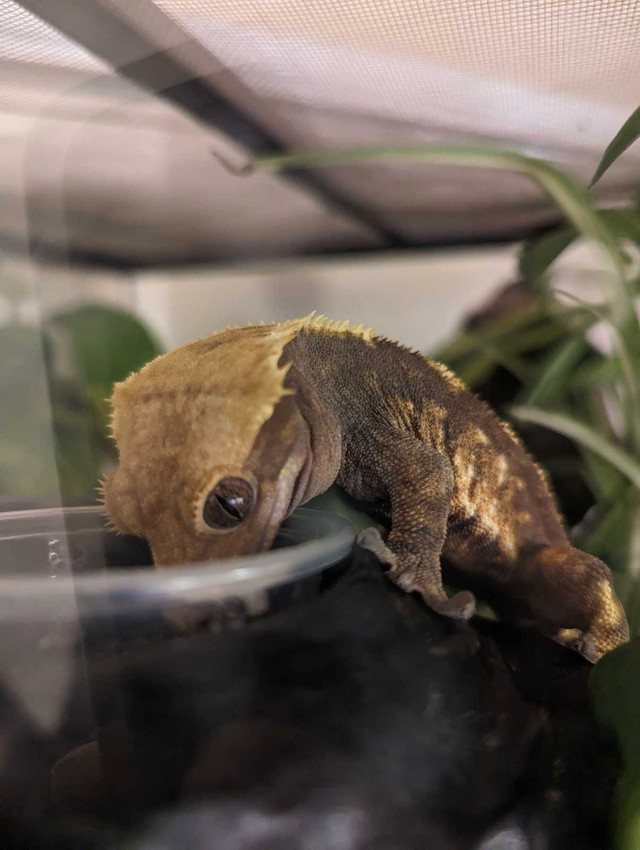 Crested Gecko w/ Bioactive Enclosure  in Reptiles & Amphibians for Rehoming in Kitchener / Waterloo - Image 4