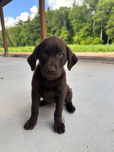ckc chocolate Labrador retriever puppies, View more