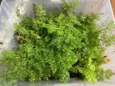 Water Sprite aquarium plants, View more