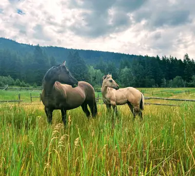 2025 AQHA Filly, View more