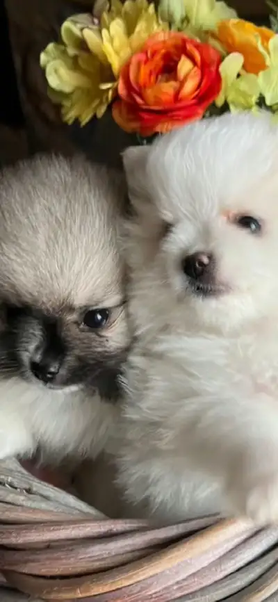 Pomeranian puppies ❤️, View more