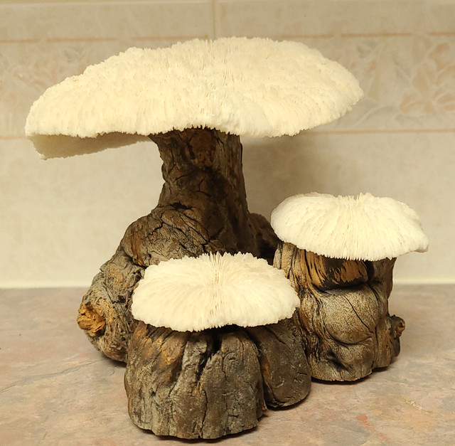 Vintage 1960's coral and burl wood mushroom sculpture. in Arts & Collectibles in Strathcona County - Image 2