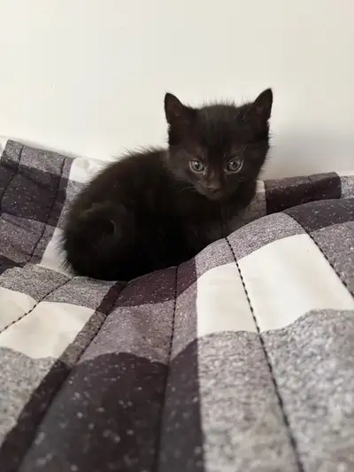 chaton à vendre , View more