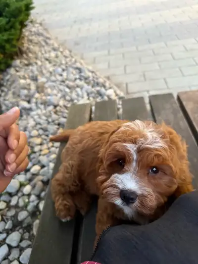 Cavapoo puppy 10 weeks male, View more