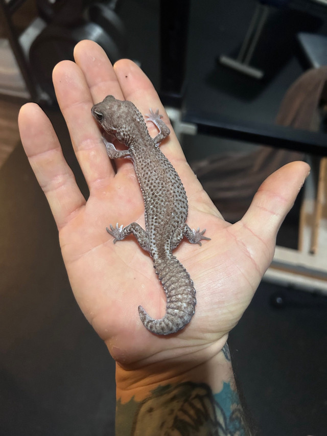 African fat tailed geckos in Reptiles & Amphibians for Rehoming in Abbotsford