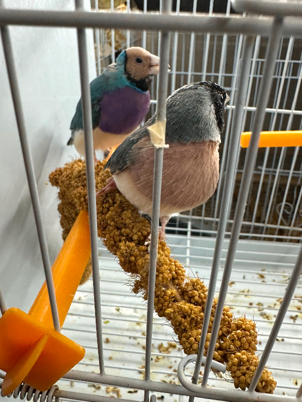 Blue Gouldian finch pair in Birds for Rehoming in City of Toronto - Image 3