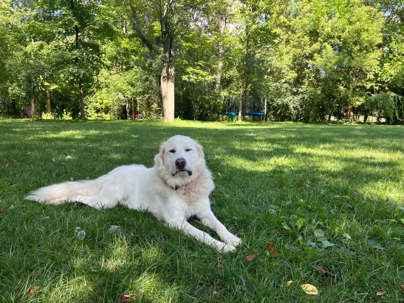 Female Great Pyrenees Animal & Pet Services London Kijiji