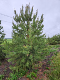 Privacy and Shelterbelt Trees