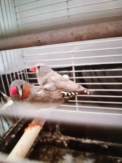 couple de pinson mandarin +cage, View more