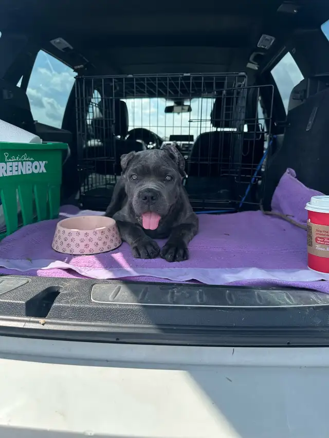 Cane Corso 11 week old female  in Dogs & Puppies for Rehoming in Mississauga / Peel Region - Image 6