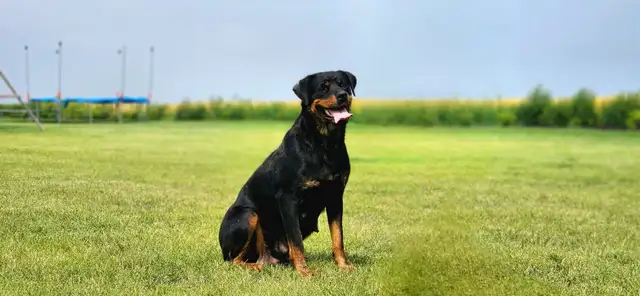Adorable Rottweiler puppy in Dogs & Puppies for Rehoming in Winnipeg - Image 9