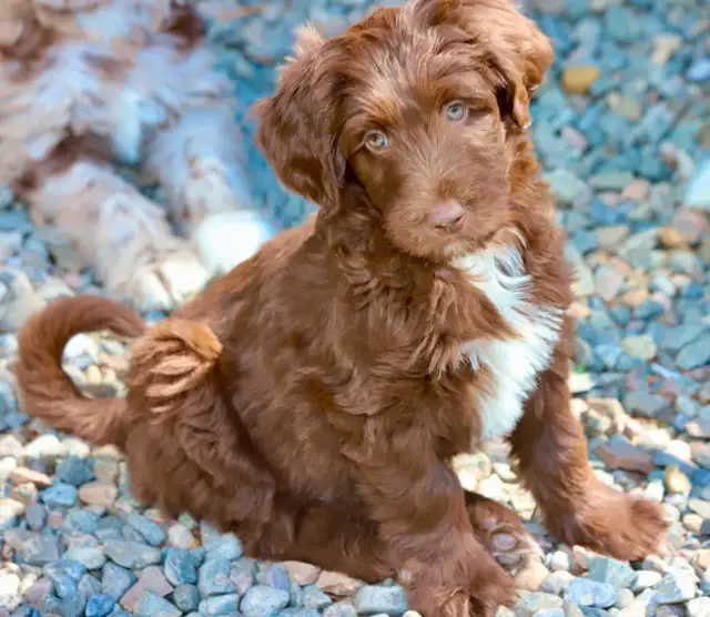 6 TRÈS  RARES BORDOODLES, DOODLES,   CHIOTS,PUPPY in Dogs & Puppies for Rehoming in Laurentides - Image 5