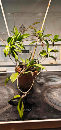 Hoya Carnosa/Porcelain flower or wax plant nearing bloom