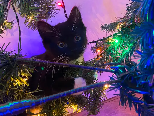 Chaton noir et blanc in Cats & Kittens for Rehoming in Saint-Hyacinthe - Image 9