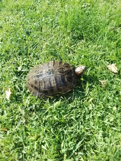 Turtles rehomed, View more