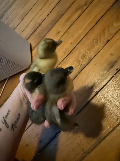 Black bibbed call ducklings, View more