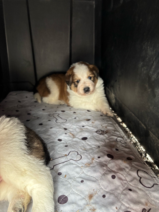 Great Pyrenees puppies in Dogs & Puppies for Rehoming in Cornwall - Image 2