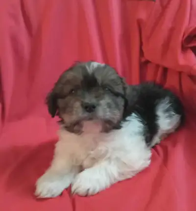 Shih tzu pups, View more