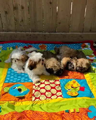 My family has a litter of 5 beautiful shih tzu puppies that will be approximately 8 lbs full grown....