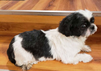 Adult Female Shih Tzus 