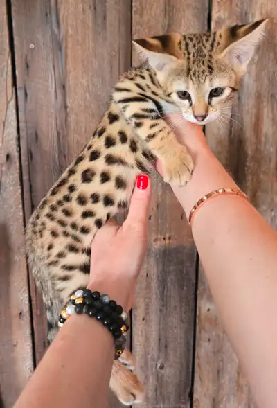 Chatons Savannah F2 enregistrésTICA/ registered Savannah kittens, View more